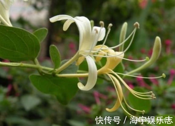 乐开花|阳台上种点“金条”好不教你几招,年年爆发,乐开花!