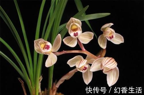 桂花|此花,比荷花漂亮,比桂花还香,好养又好看,值得拥有