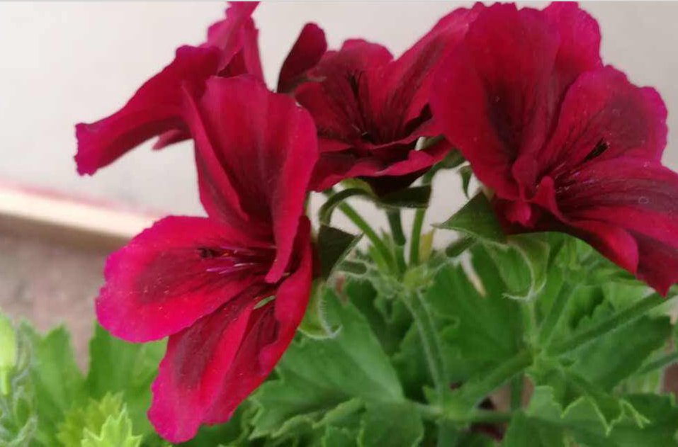 什么时候用什么指示剂