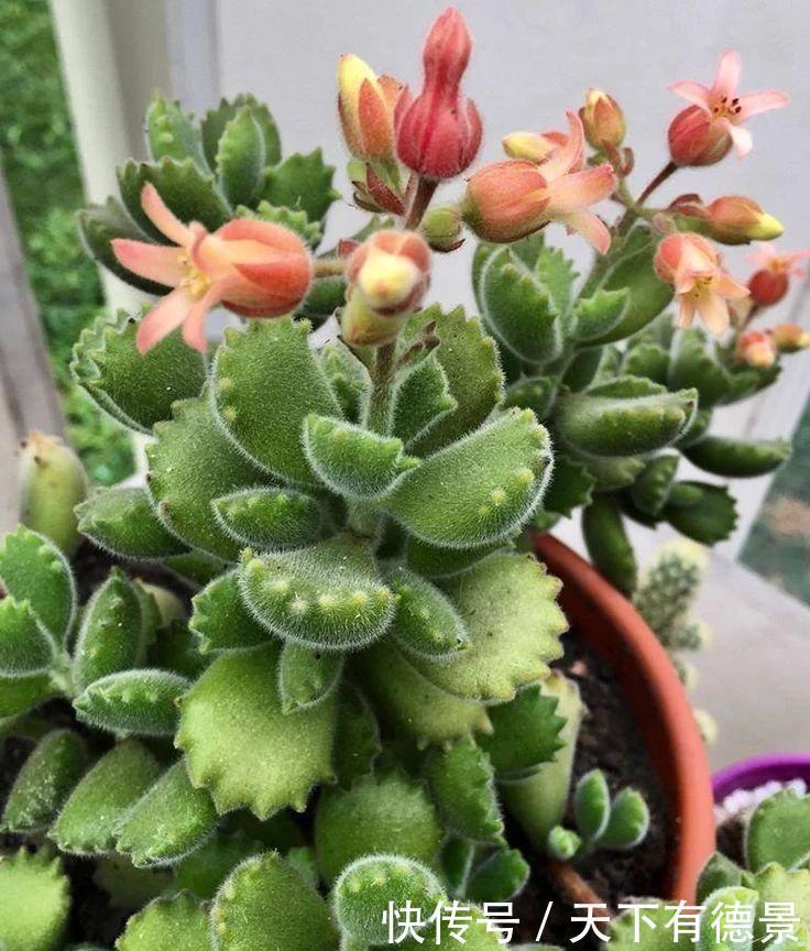 养好熊童子,关键有“2点”,叶子越长越多,又萌又美