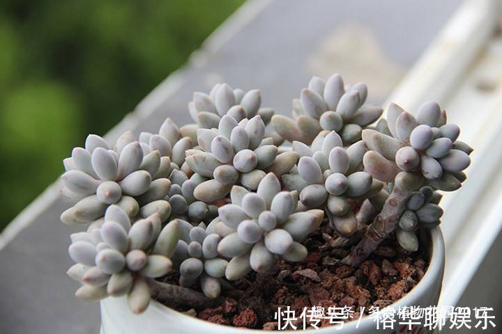 想要婴儿手指叶片多又胖,你得这样养护