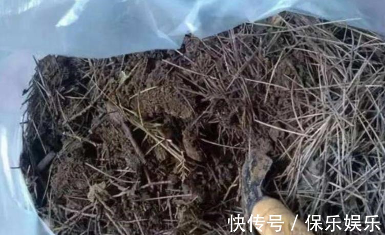 花肥|松树有2宝,松果壳、松针,带回家养花,效果比花肥强