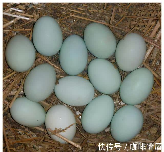 优质蛋白|鸡蛋、鹅蛋、鸭蛋,哪个更有营养?听听营养师的答案