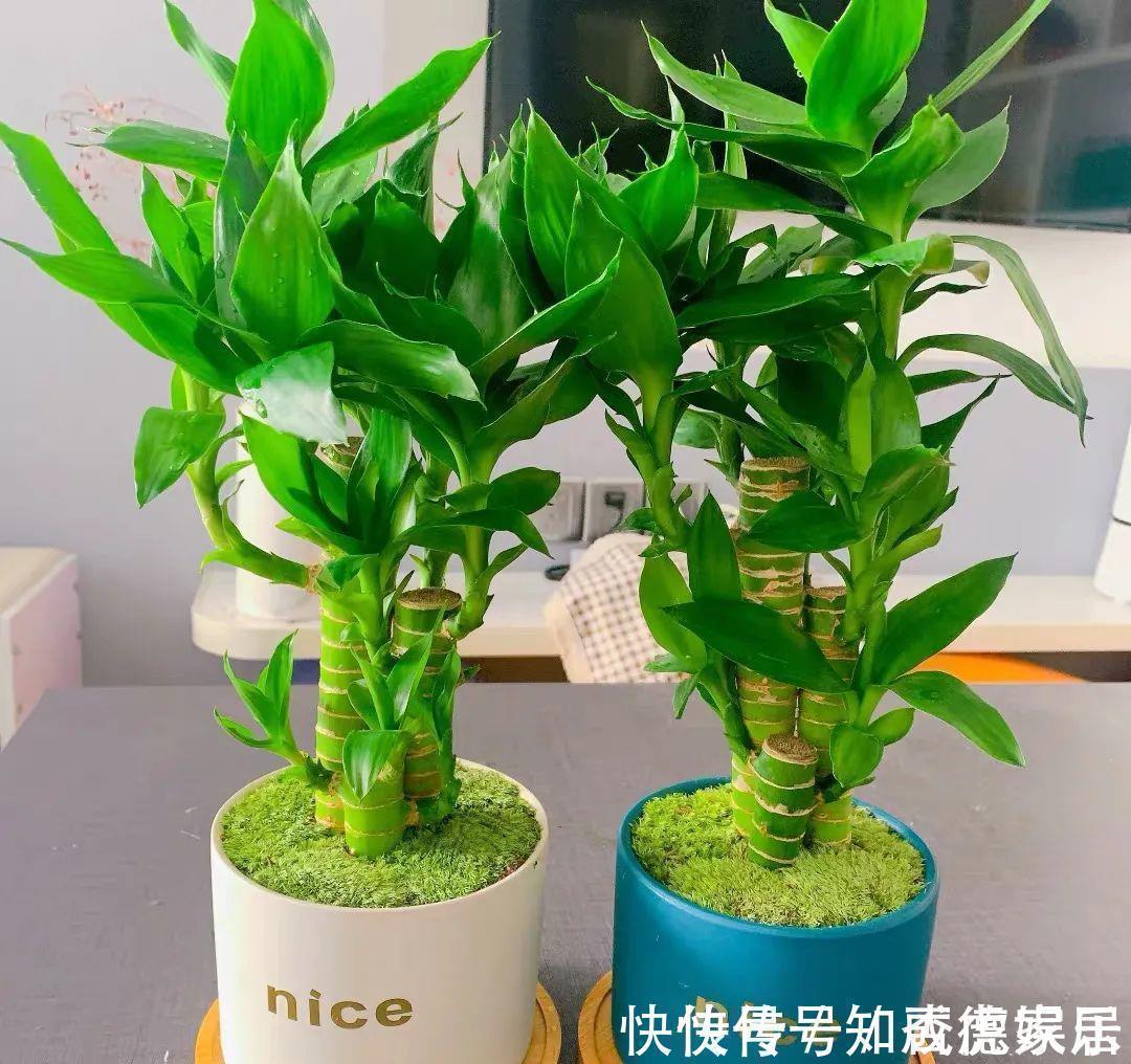 10大“吉祥花”适合养客厅,格调高,株型美,旺财又护家