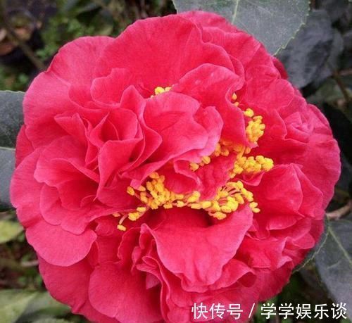 九心十八瓣|此花是茶花之王,拥有九心十八瓣,花色鲜红,比牡丹美,比兰花香
