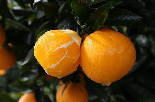 椰子汁|6月一到,不管有钱没钱,这几种水果记得多吃,顺应时节身体棒