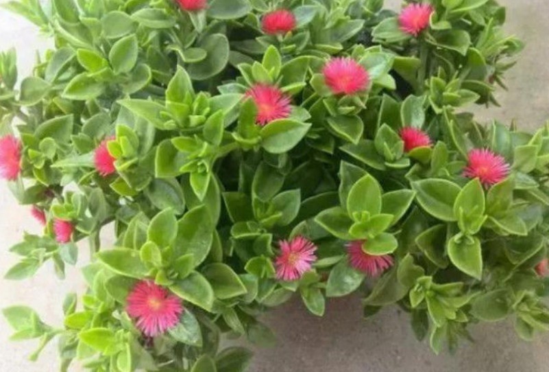 花超|4种花好养又漂亮,花大色艳,花香易打理,养在客厅美极了