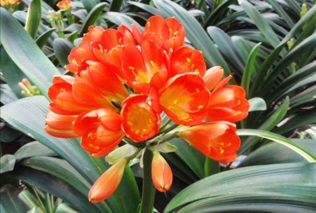 浇水|10月养君子兰,给它补上2种肥,叶子浓绿光亮,更能促进开花