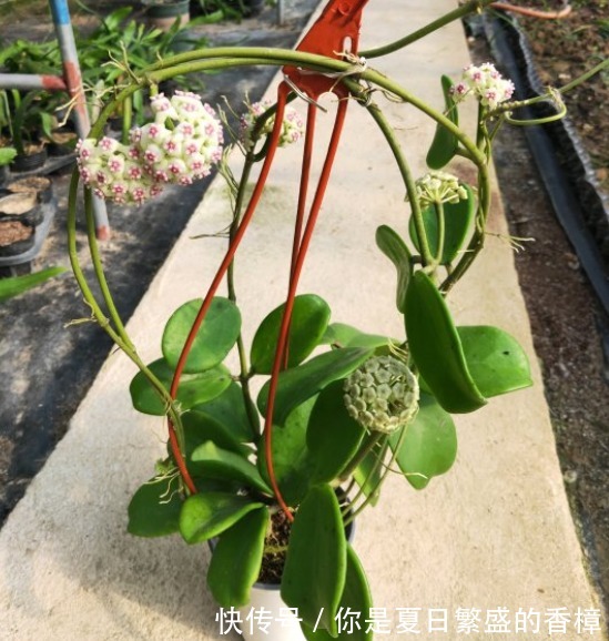 5种花自带“生根器”，如果遇到别客气，随手掐根枝，见土就成活