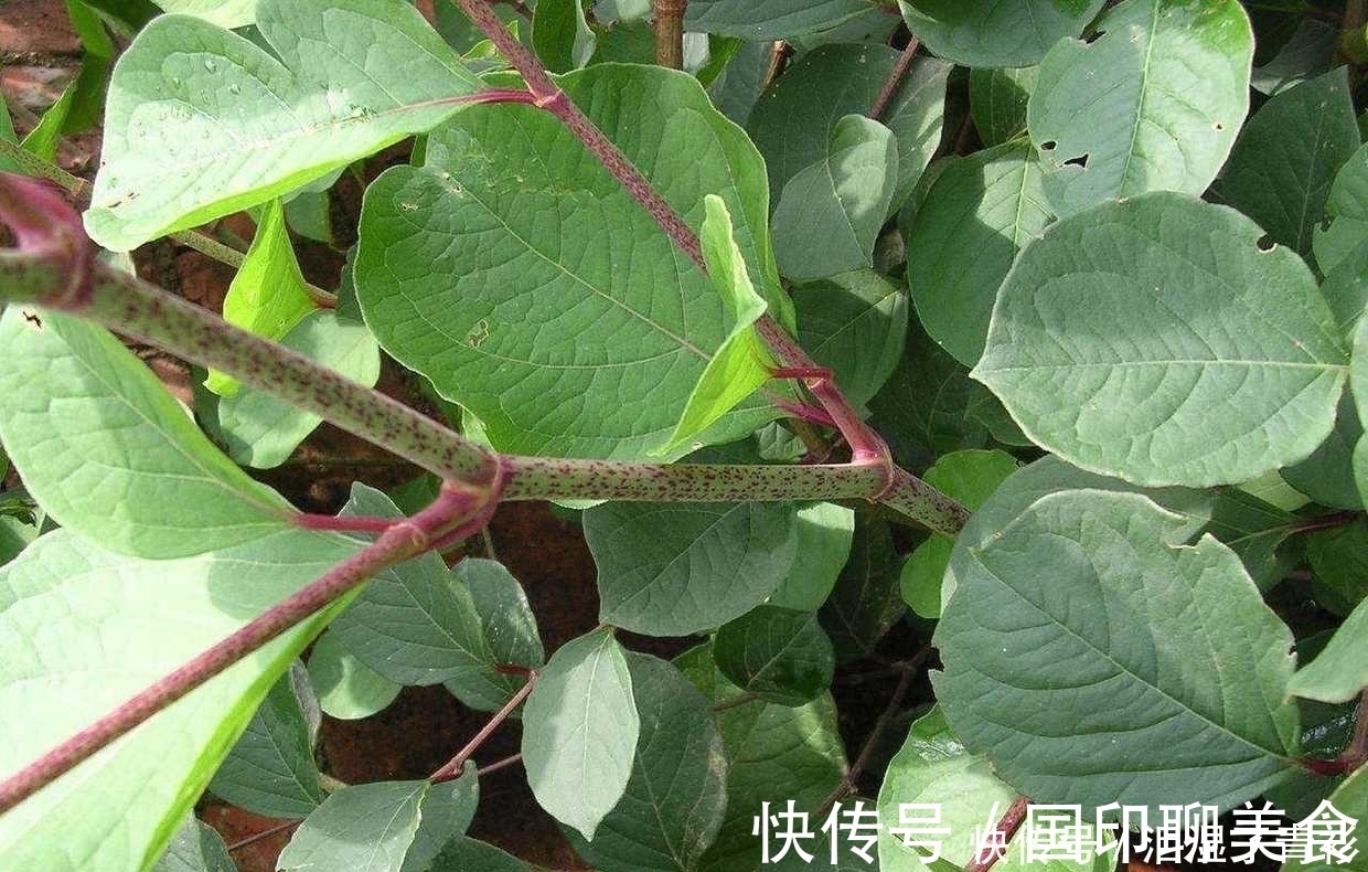 房前屋后看见这草，赶紧连根除掉，要不然有大麻烦！