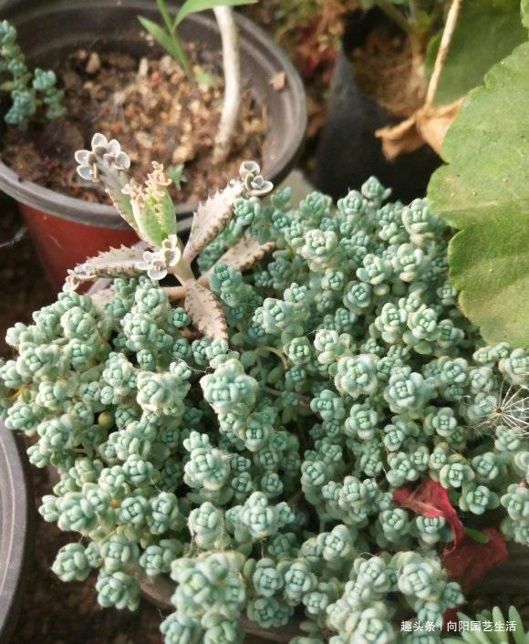 夏季买多肉,正确“上盆姿势”,千万别浇水,浇水必烂根黑腐