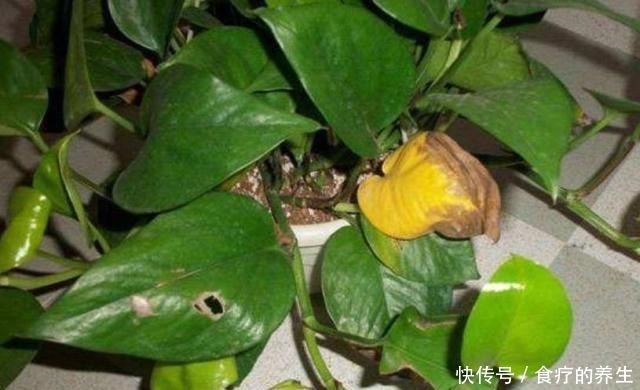 绿萝|养绿萝,放在“这个”位置就错了,黄叶一个个露出来,别忽视!