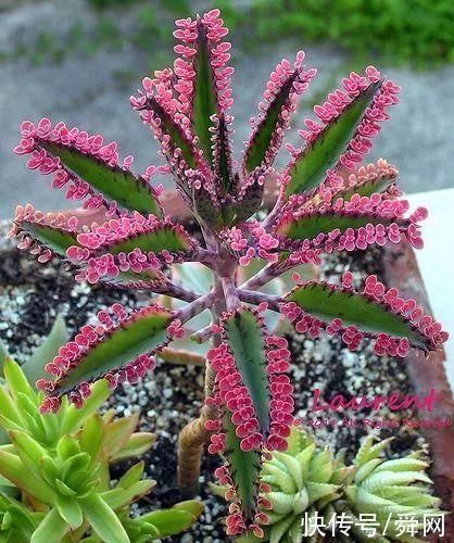 神奇!这个开花树居然可以长成这样震撼世人!真是太美了