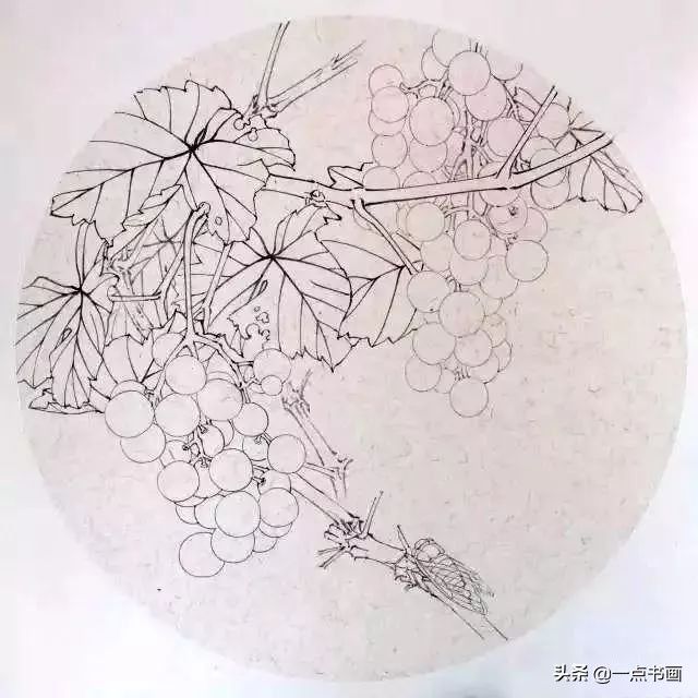 工笔#《葡萄秋蝉图》工笔绘制步骤