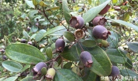 桃金娘|农村小孩最爱吃的野果,好吃可别贪嘴,不然会让你一辈子记住它