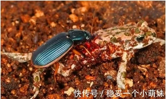 自带生化兵器的小虫子，还以青蛙为食！