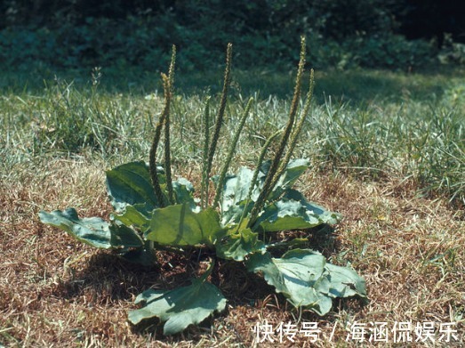 小便|野地车前草，养生大功效！车前草有七大顶级妙用，极少人知道！