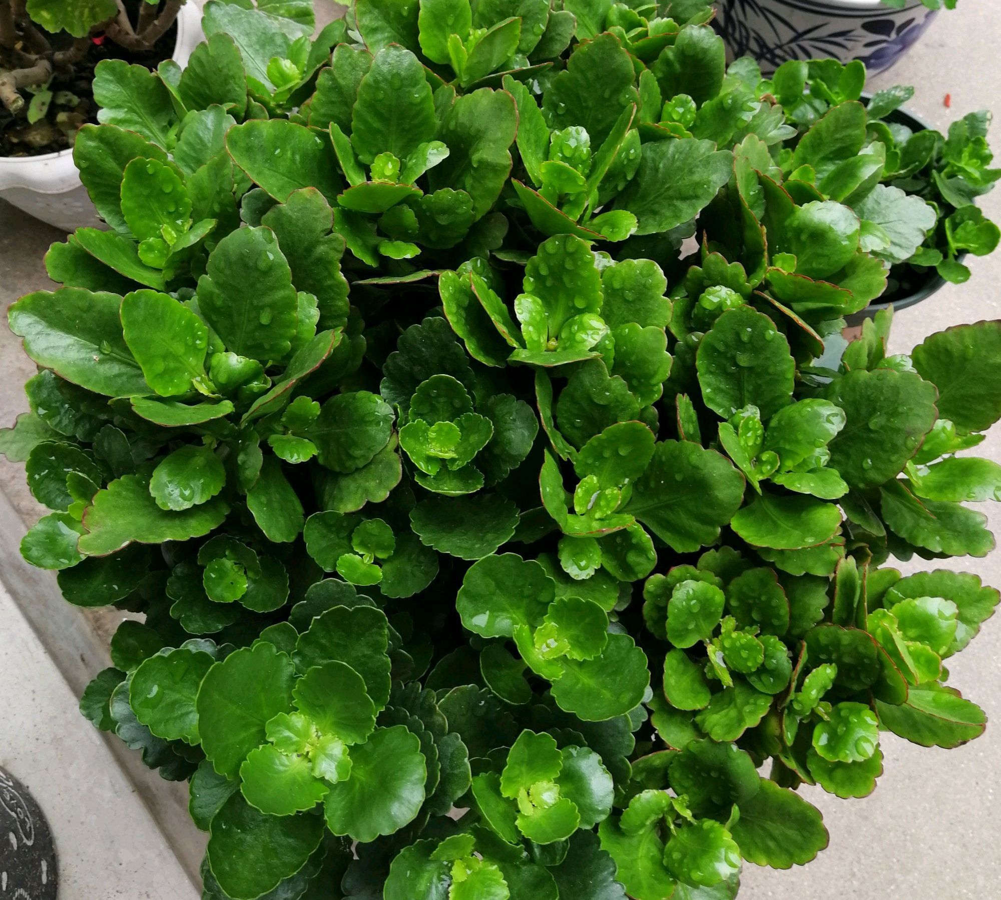 秋季养长寿花,做到这些,枝繁叶茂开花爆盆很简单