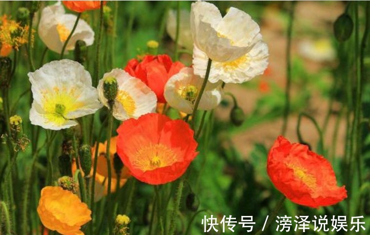 名字|“4种花”美的出奇,不仅花好看,名字也好听,尤其第2种!