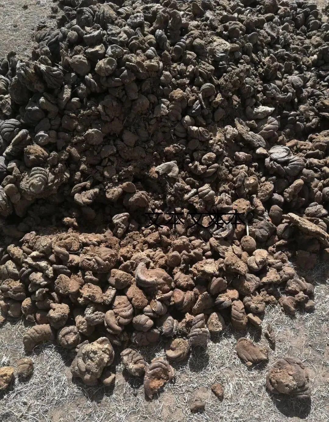 最好用的养花肥,盆里撒一把,1年不用换盆了