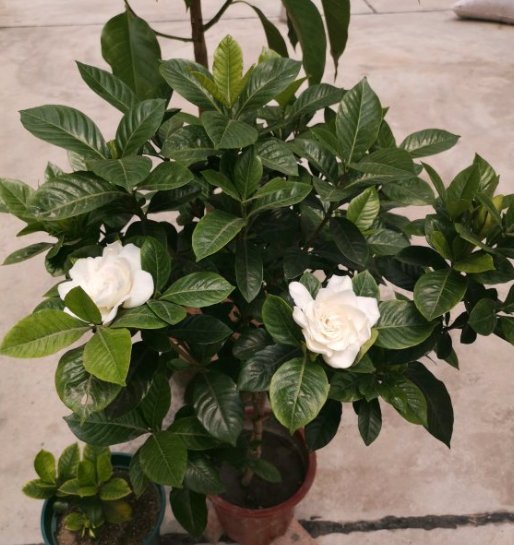 干根|夏季植物易“打蔫”，是你浇水没浇透，碰到几种情况，一定要浸盆
