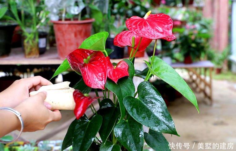 出问题|红掌很多人养不好,因为它有“5怕”,最后1点很多人都没做好!