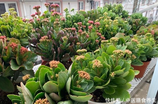 她对长寿花“痴迷”,2个阳台、6个窗台都摆满了,过年开成花海!