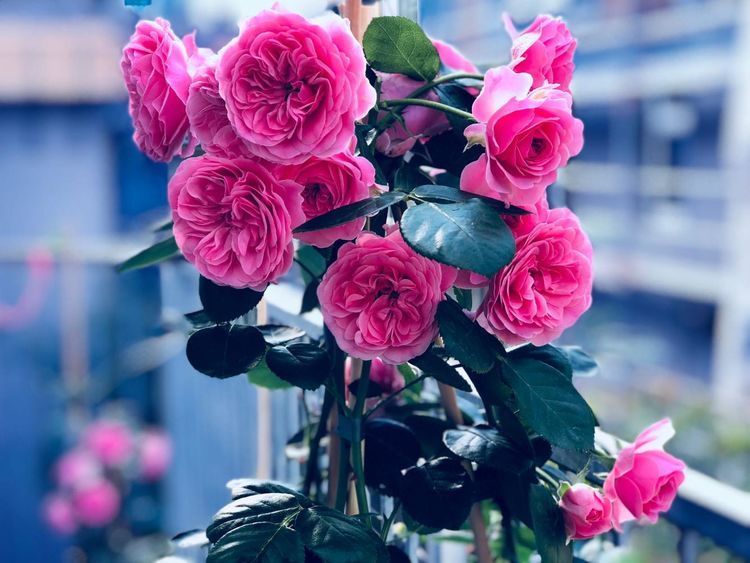 喜欢菊花，不如养盆“菊中之王”墨荷，似墨色莲花，雍容华贵！