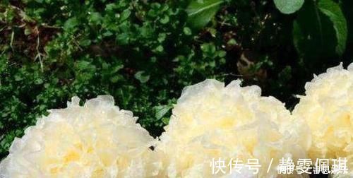 食物|每天可以多吃3种食物,营养丰富、滋润肌肤,早吃早健康!