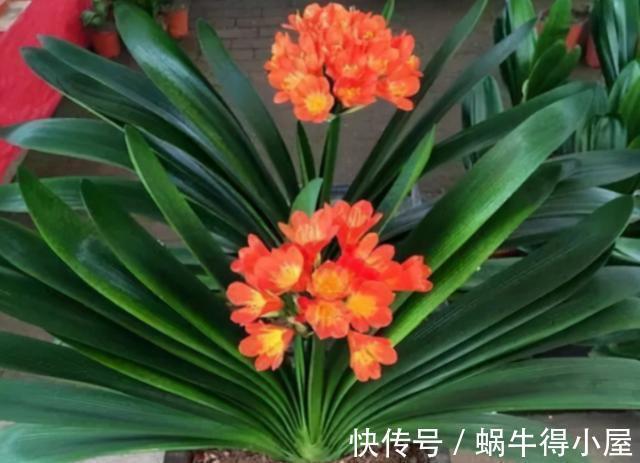 分化|想不想君子兰快速开花?秋季做好这3点,根系满盆,快速长花苞