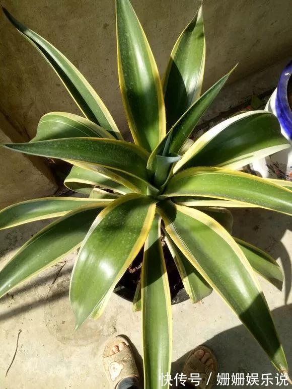 3种“丑花”，长得不怎么样，却能旺运镇宅，关键还好养