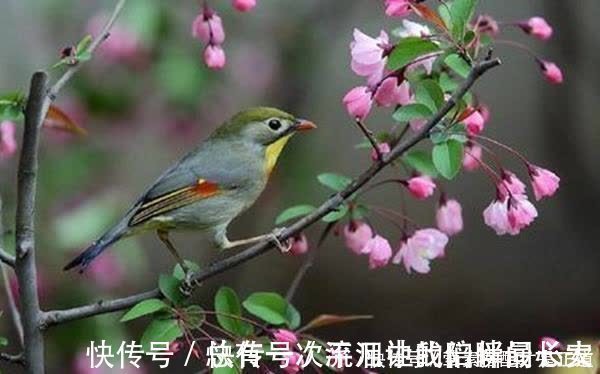 晚照#宋祁的这首词很美,开篇就让人心醉,传唱千年,经久不衰