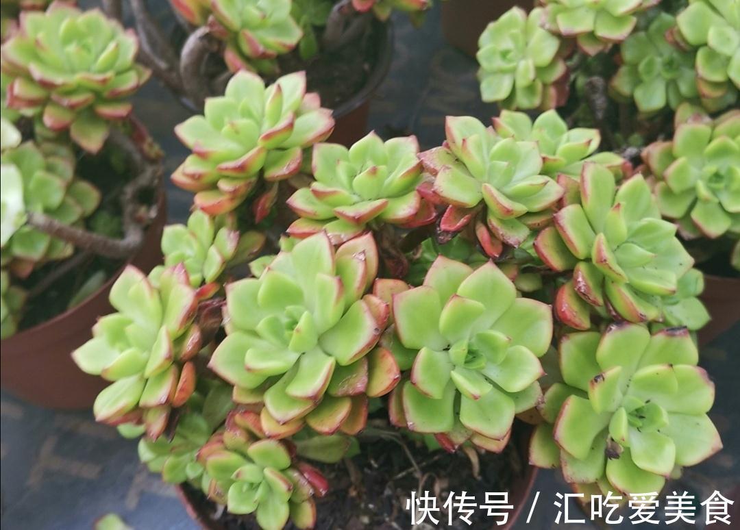 冬天养多肉，有“3怕1喜”，做好了才能安全过冬