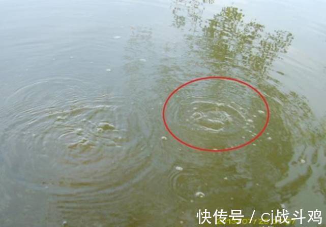 小溪|野生甲鱼价值很高,农村有很多小河流,怎么知道里边有没有甲鱼?