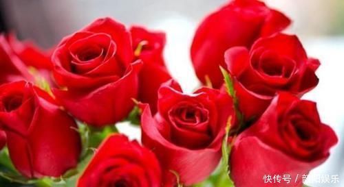 喜欢牡丹,不如养“名品玫瑰”卡罗拉,花色红艳似火,绚丽典雅