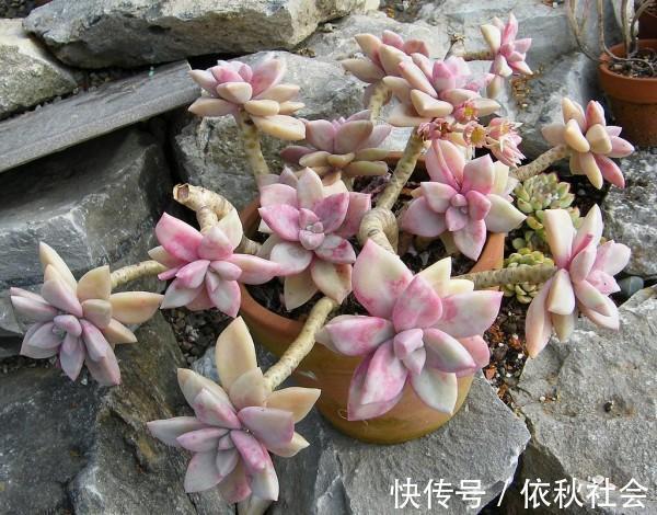 热不死的6种多肉，夏天暴晒也没事，越热越好看