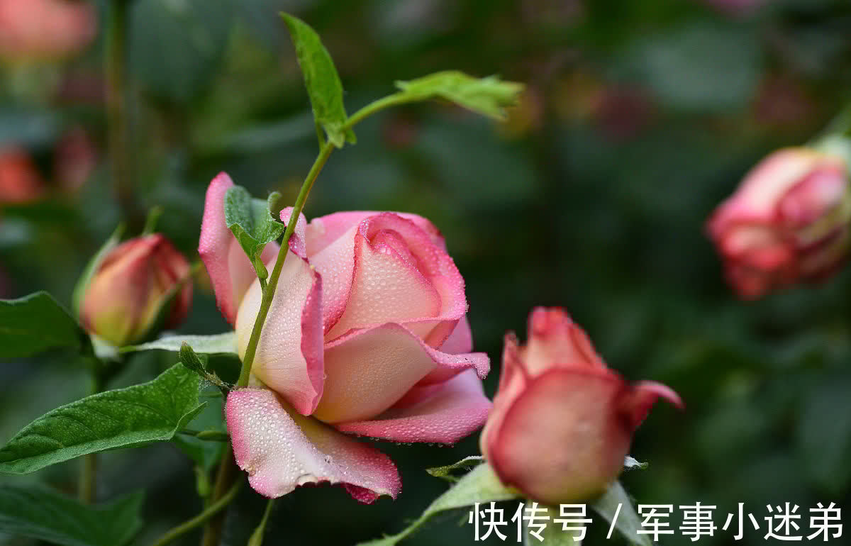 10月养1种花，冬季零下15度也不怕，来年花期长达春夏秋3个季节