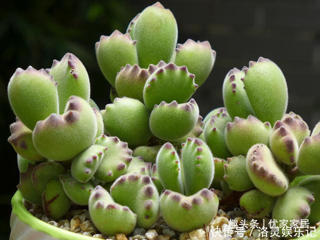 品种|以胖为美的12款漂亮多肉,很多都是大普货,喜欢养多肉的你养了吗