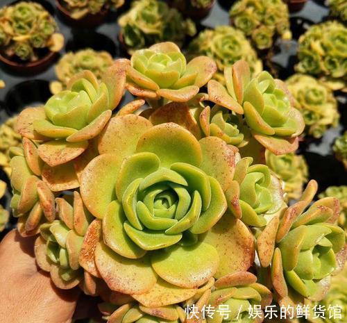 公认香味浓郁的4款多肉植物,你若一盆没养过,那就太可惜了!