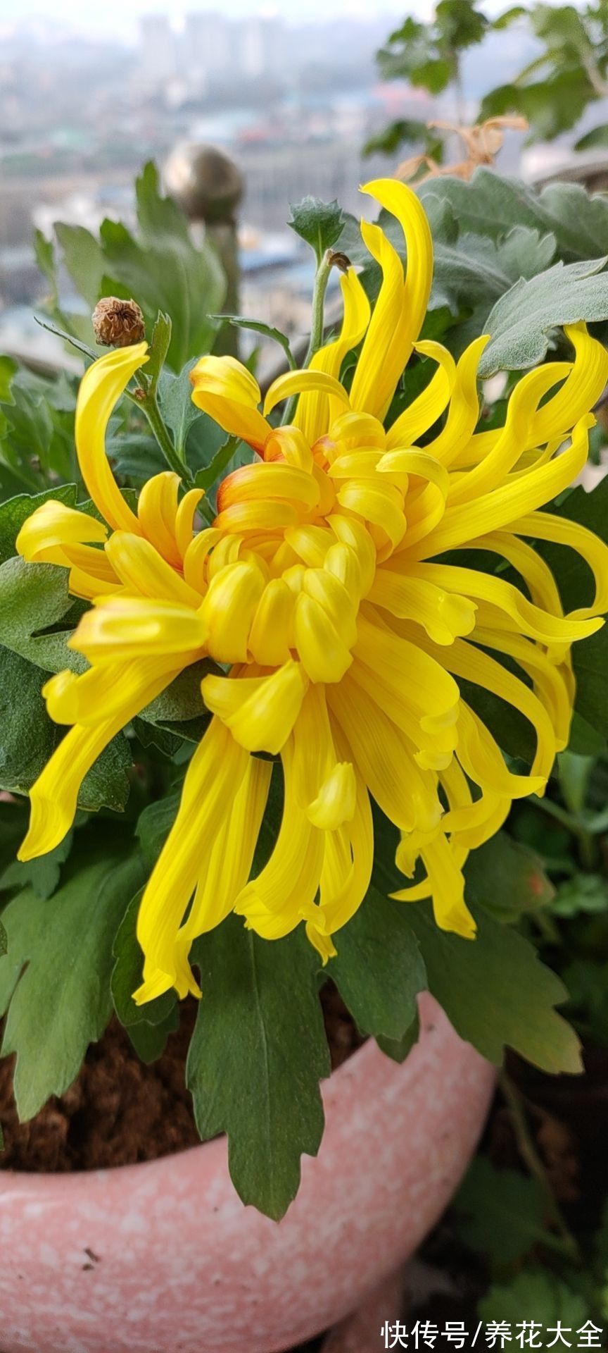 明明是传统名花,婆婆却极力反对养,说是太晦气