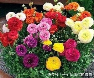 难看的“芹菜叶”开出“牡丹花”,绿萝吊兰栀子花,怎能比得上它!