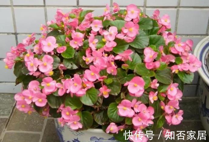 非洲堇|4种“开花机器”,四季开不停,养护省心颜值高,是阳台盆栽佳品