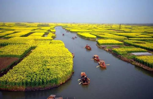 中国十大最美油菜花海