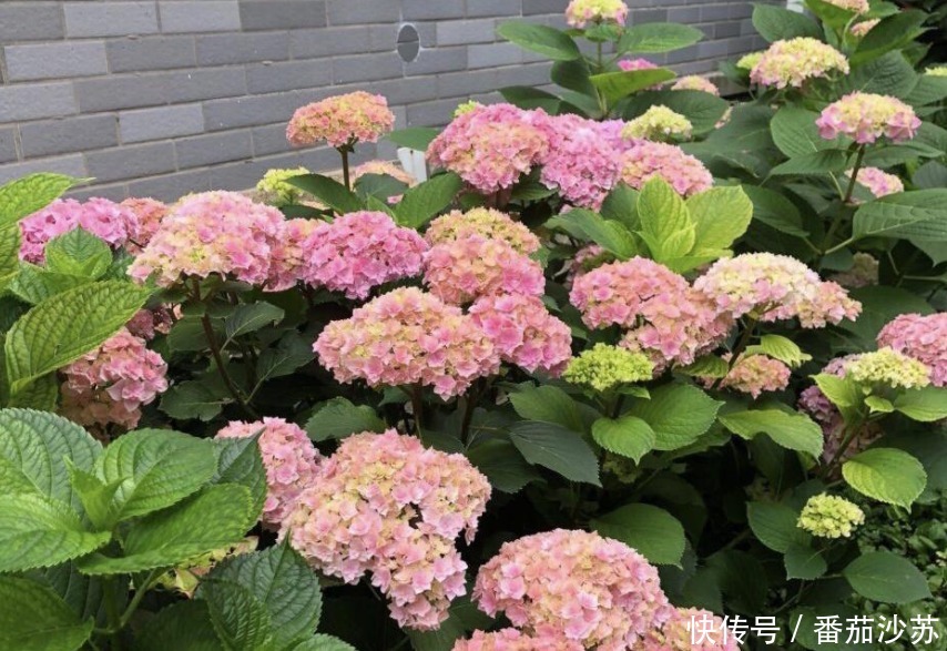 浇灌|用磷酸二氢钾养花,坚持4不施,植物叶不黄、根不烂,呼呼开花