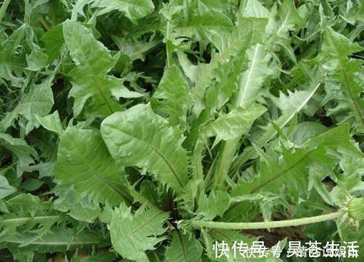 祛风|农村到处都是宝,3种野草,祛风湿,养肝护肝,养心安神,抗衰老