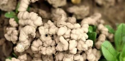  盆栽植物|养花：保证养一盆旺一盆？更换盆栽土添上这个好东西，没问题