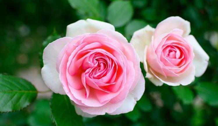 仙气|家养4种“招财花”,花色艳丽,仙气十足,谁见了都想养!