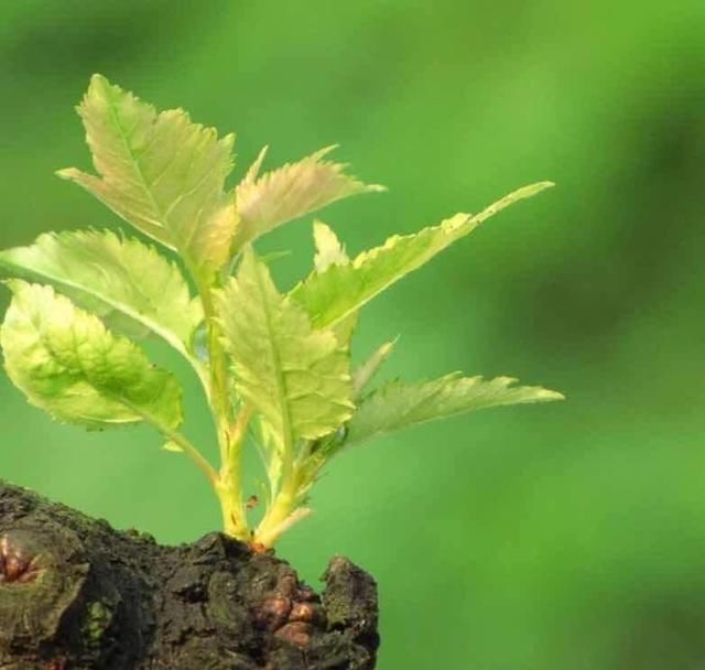 出能|俗语“宅子现四喜,家中出能人”,你知道“四喜”指的是什么