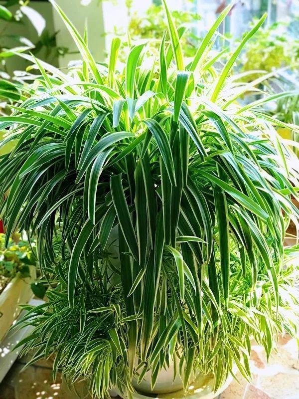 养吊兰有“妙招”,浇水摻点“小颗粒”,2月长出“水晶根”