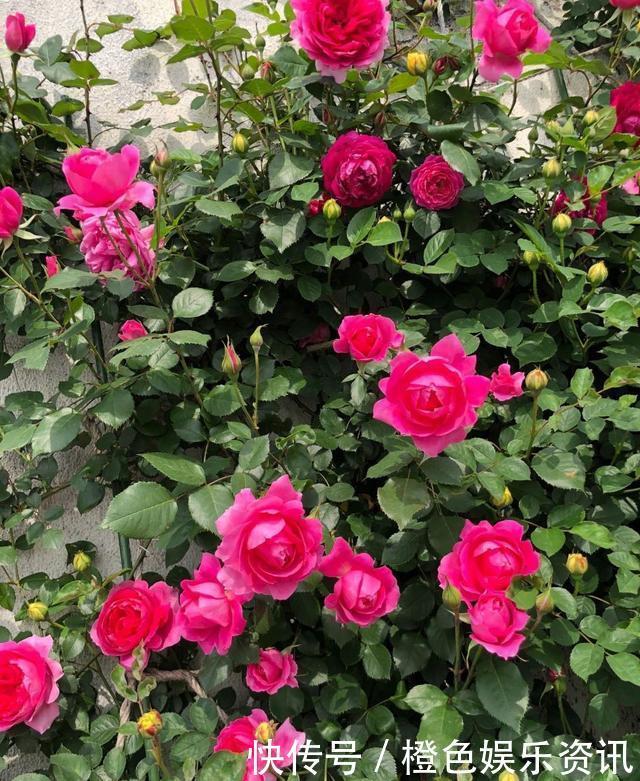 细数10种狼牙棒月季,怕刺的可绕道